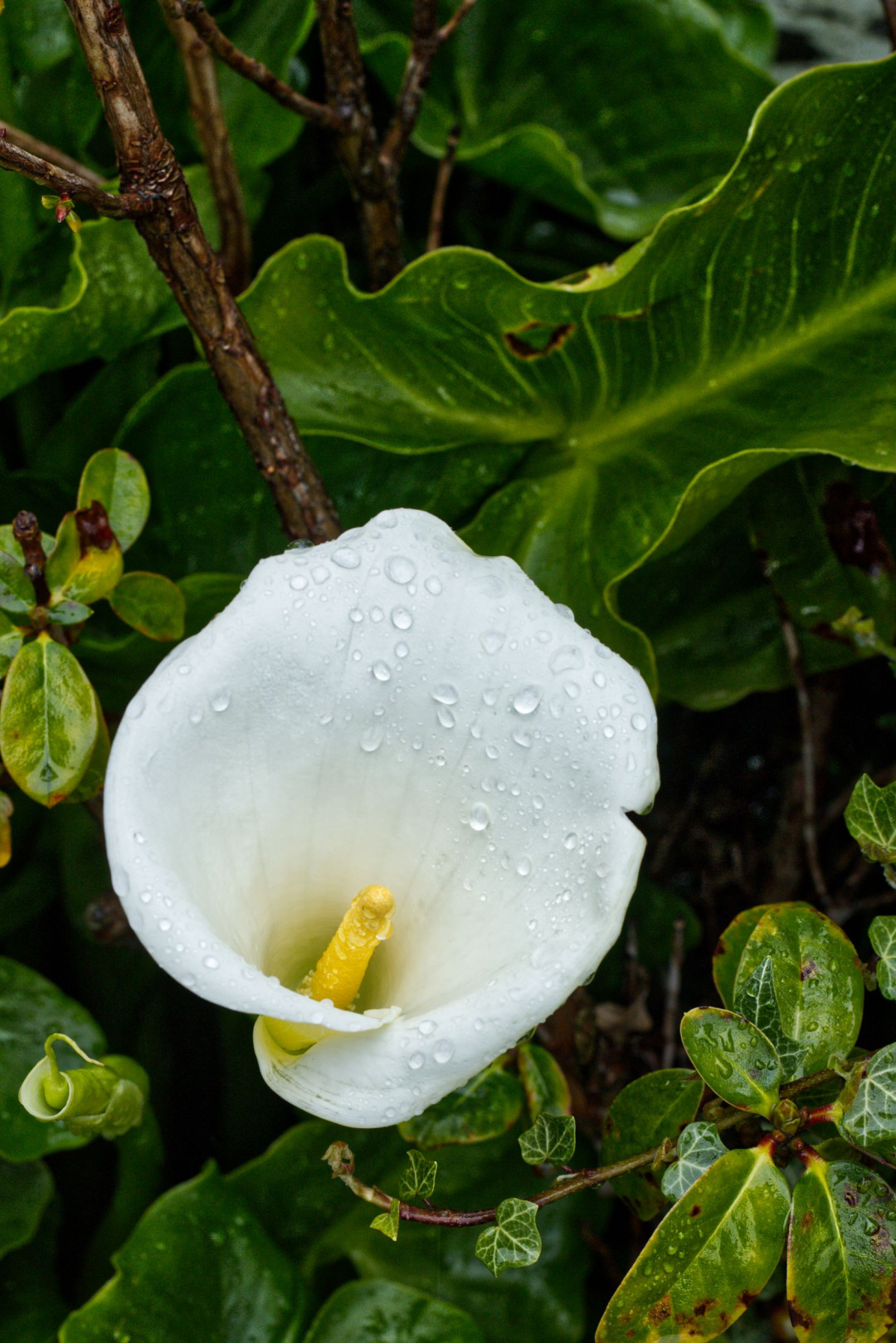 R1 17849